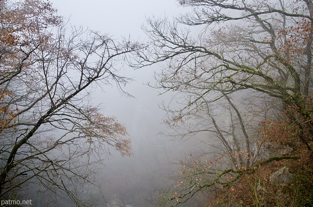 Photographie d'arbres dans le brouillard d'hiver au dessus du canyon de Barbennaz