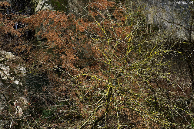 Photographie d'arbres en hiver dans le canyon de Barbennaz