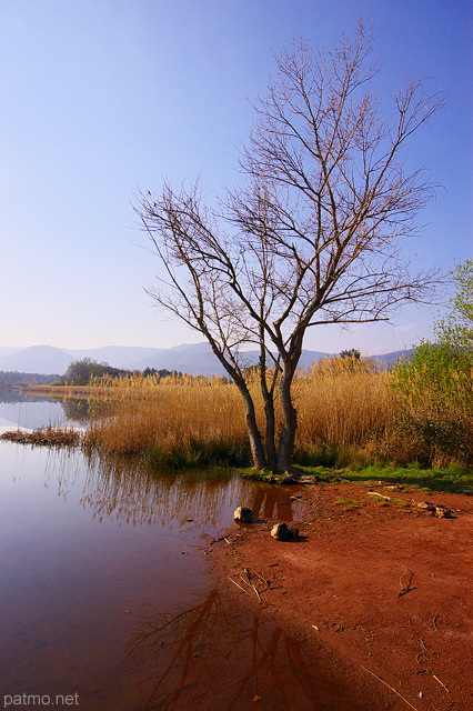 Photo d'arbres et de roseau au bord du lac des Escarcets