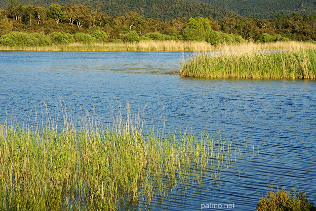 Image de la végétation lacustre dans le lac des Escarcets - Massif des Maures