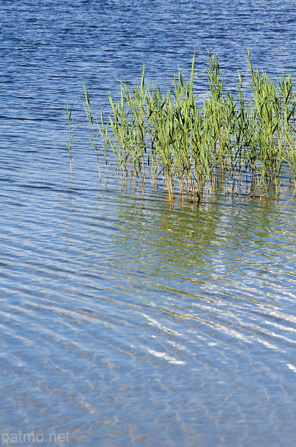 Photographie de roseaux dans le lac de l'Abbaye, Parc Naturel Régional du Haut Jura