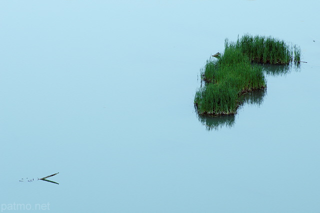 Photographie de la végétation émergeant du lac de Vallon à Bellevaux