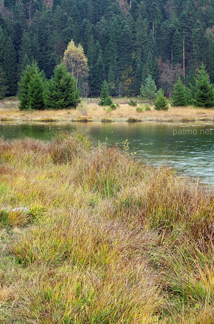 Photo de la végétation des berges du lac Génin en automne