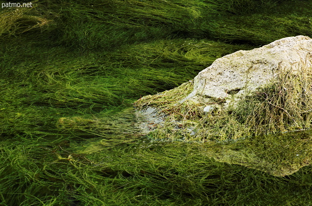 Photographie d'un rocher et d'algues vertes affleurant la surface du lac de Montriond en Haute Savoie
