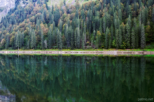 Picture of a mountain forest and its reflection in the water of Montriond lake