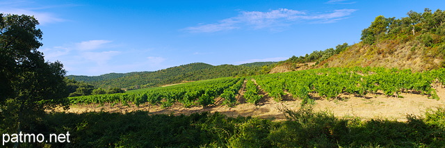 Panoramic image of the vineyard around Pas du Cerf domaine in Provence