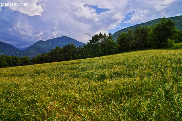 Photo d'un champ de céréales sous un ciel d'orage dans les Hautes Alpes