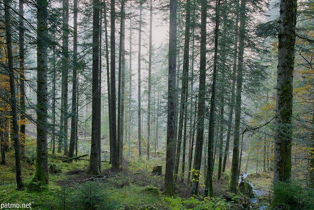 Photo de la forêt de la Valserine dans une ambiance d'automne.