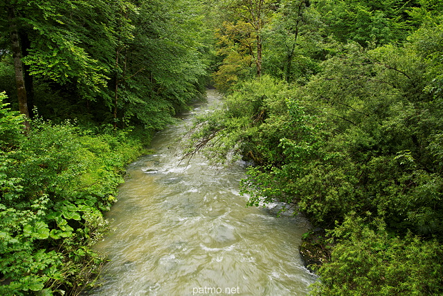 Picture of the green forest along Semine river after summer rains