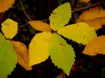 photo de feuilles de chataignier