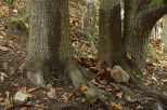 photo de troncs de châtaigniers du massif des maures