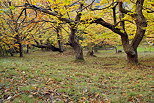 Photograph of autumn colours in a sweet chestnuts orchard