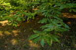 photo de feuilles de châtaignier massif des maures