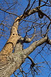 Photo du tronc et des branches d'un vieux châtaignier du Massif des Maures