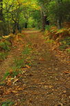image chemin forestier en automne