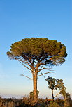 Photo of a parasol pine tree against blue sky in Provence