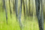Photographie abstraite d'une forêt de chênes dans le Massif des Maures