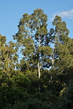 Photographie des eucalyptus du Massif des Maures
