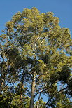 Photographie du houppier d'un eucalyptus dans la forêt du Massif des Maures