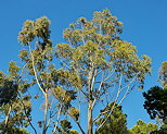 Photo de houppier d'eucalyptus dans la forêt du Massif des Maures