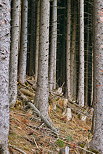 Photographie de troncs de conifères dans une foret de montagne en Haute Savoie