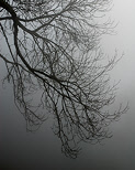Image of branches in the mist