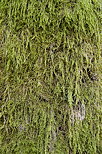 Détail d'un tronc recouvert de mousse dans la forêt de la Valserine