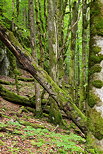 Photographie de la forêt de la Valserine dans le Parc Naturel Régional du Haut Jura
