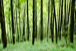 Photo d'arbres fantômes dans la forêt de la Valserine