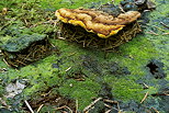 Image d'un champignon sur une vieille souche dans la forêt de la Valserine