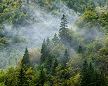 Photo de la forêt de la Valserine dans la brume matinale