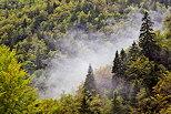 Photo de la forêt de la Valserine dans la brume matinale en début d'automne