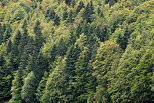 Photo des couleurs de la forêt sur le plateau de Bellecombe dans le Jura