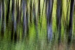 Image abstraite de troncs d'arbres dans la forêt de la vallée du Rhône en Haute Savoie