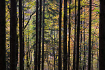 Image d'automne en sous bois dans la forêt de la vallée de la Valserine
