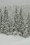 Photograph of coniferous trees under a snow fall in Valserine forest