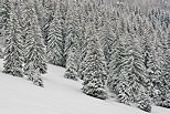 Photographie d'une forêt de conifères sous la neige dans les montagnes du Jura