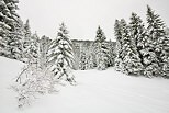 Photographie de neige sur la forêt de la Valserine dans le Parc Naturel Régional du Haut Jura
