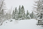 Photo de la forêt de la Valserine sous la neige dans le PNR du Haut Jura.