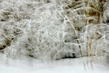 Photo abstraite de la forêt de la Valserine sous la neige dans le Parc Naturel Régional du Haut Jura