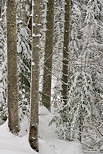 Photographie d'arbres enneigés dans la forêt de montagne de la Valserine