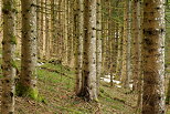 Image de troncs de conifères dans la forêt du Haut Jura