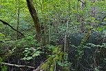 Photographie d'un sous bois de printemps autour du ruisseau du Castran