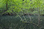 Photo d'un sous bois autour du ruisseau du Castran