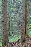 Photo de troncs de conifères dans la forêt de montagne du Col de la Forclaz