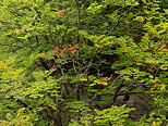 Photographie de l'apparition des premières couleurs d'automne dans la forêt au bord du Rhône