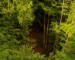 Photo du contraste entre ombre et lumière dans la forêt de Belleydoux