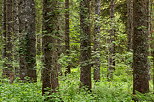 Image of coniferous trees and lush greens in the forest of french Jura