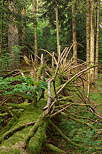 Photo of a fallen tree in Champfromier forest