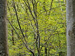 Photo de feuillages et de troncs dans la forêt d'Arcine en Haute Savoie